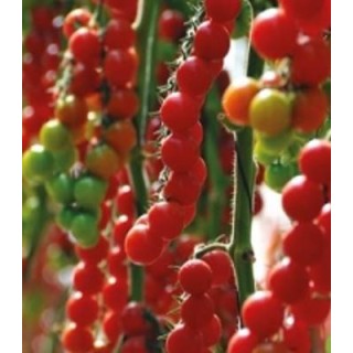 Seminte de tomate Tropical F1