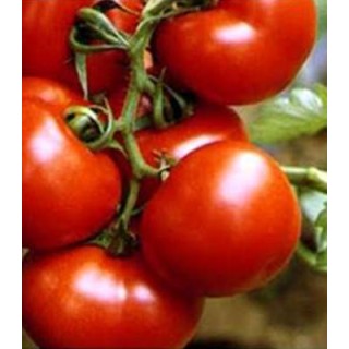 Seminte de tomate Alvaro F1, Agrosel