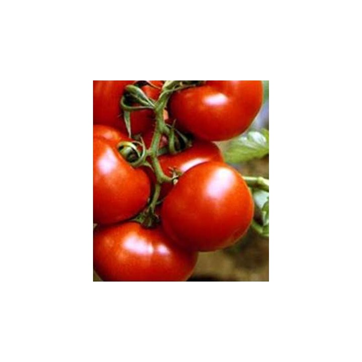Seminte de tomate Alvaro F1, Agrosel