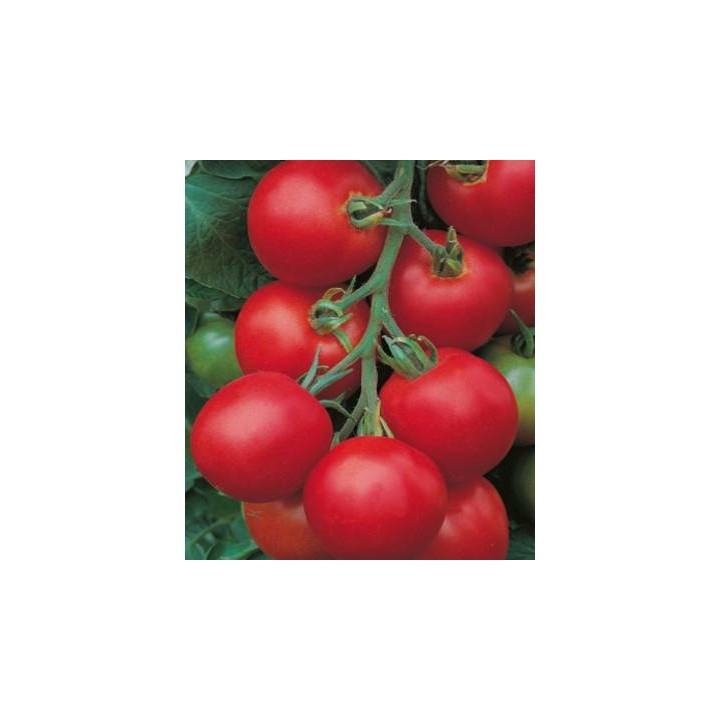 Seminte de tomate Tolstoi F1