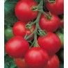 Seminte de tomate Tolstoi F1