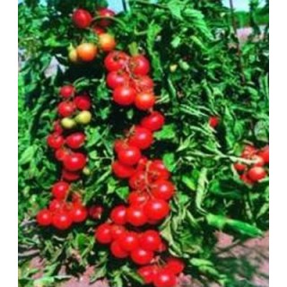 Seminte de tomate Tourist F1
