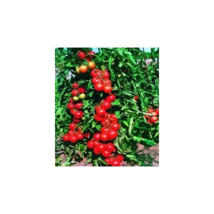 Seminte de tomate Tourist F1