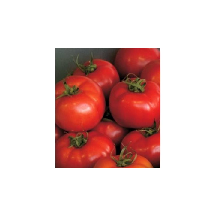 Seminte de tomate Vernal F1