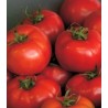 Seminte de tomate Vernal F1