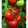 Seminte de tomate Benatar F1