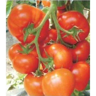 Seminte tomate Belfast F1