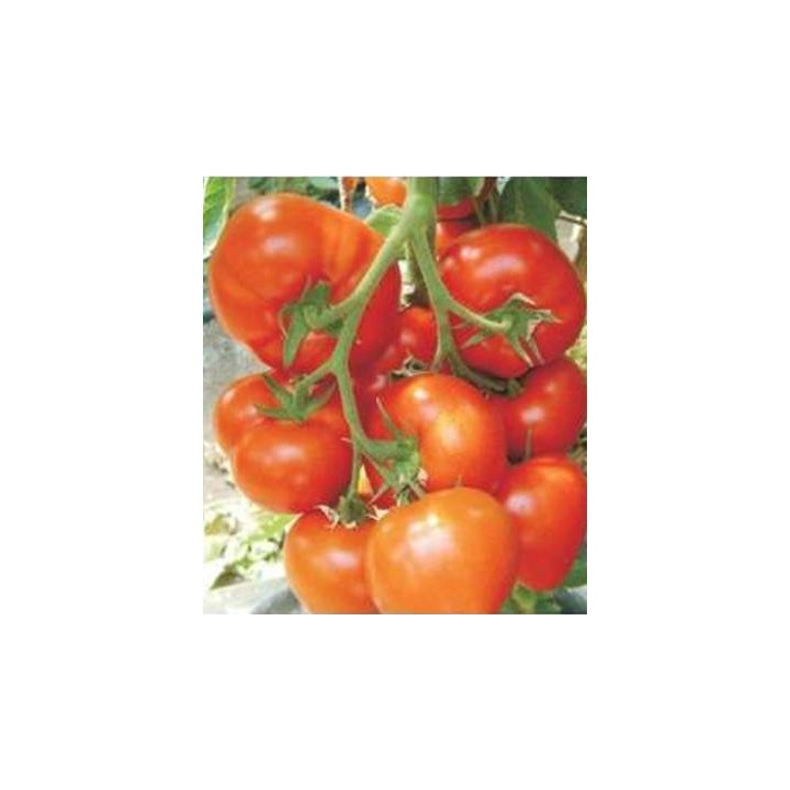 Seminte tomate Belfast F1