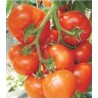 Seminte tomate Belfast F1
