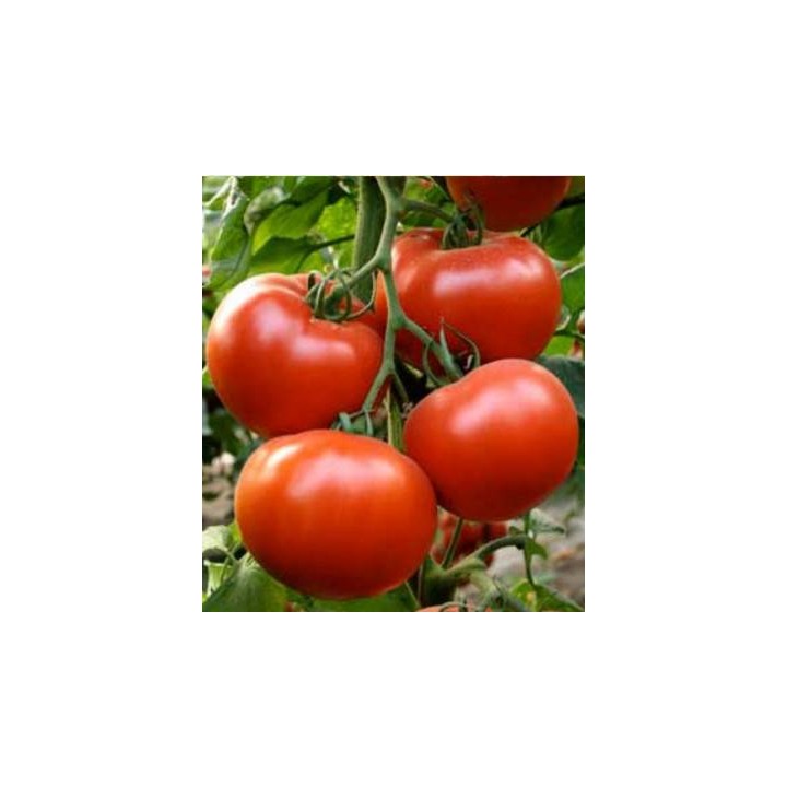 Seminte de tomate Axiom F1