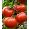 Seminte de tomate Axiom F1