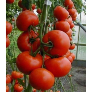 Seminte de tomate Tamaris F1, 1000 seminte