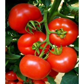 Seminte de tomate Lady Rosa F1