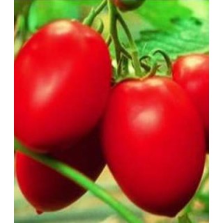 Seminte de tomate Colibri F1, 250 seminte