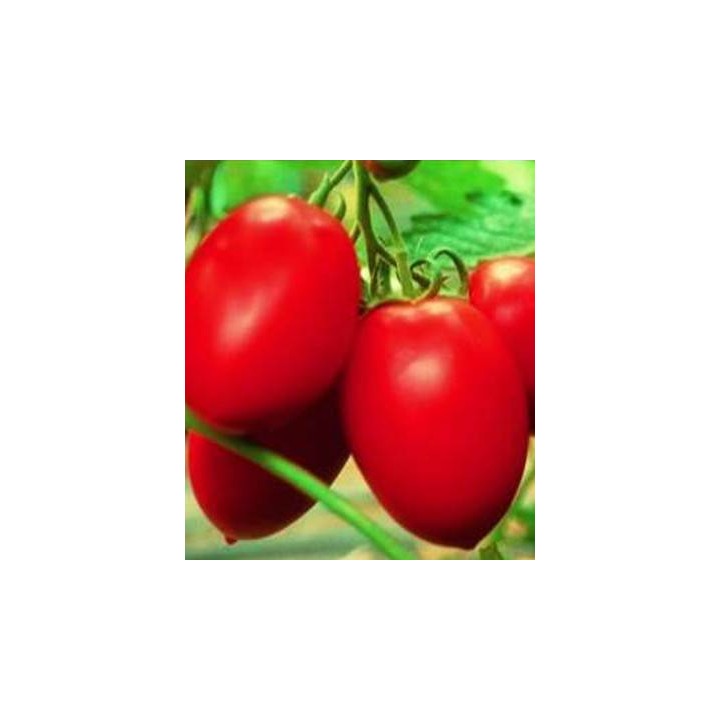 Seminte de tomate Colibri F1, 250 seminte