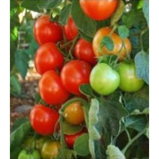 Seminte de tomate Oasis F1