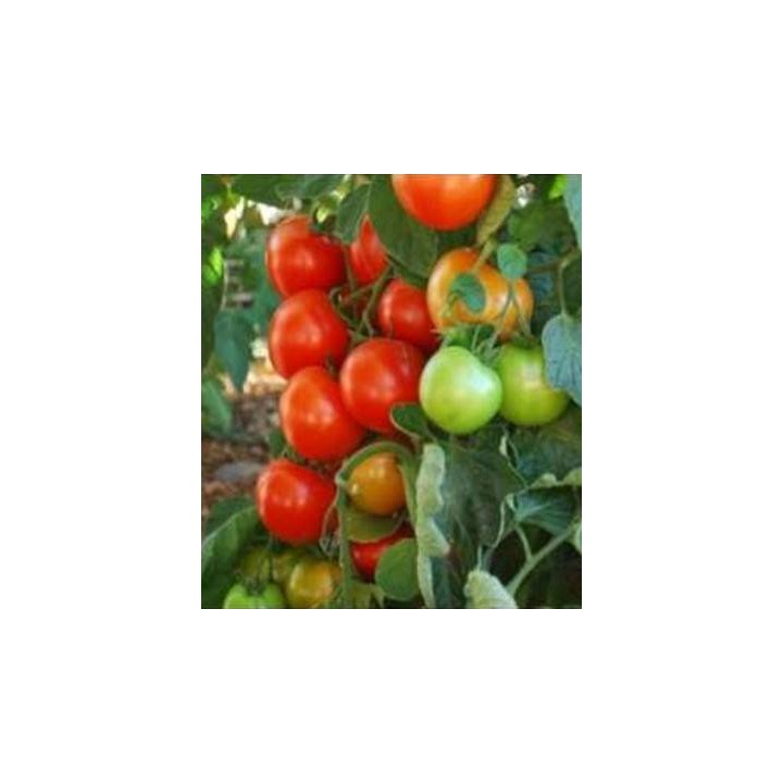 Seminte de tomate Oasis F1