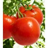 Seminte de tomate nedeterminate Cristal F1 5 grame