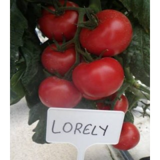 Seminte de tomate Lorely F1, 1000 seminte