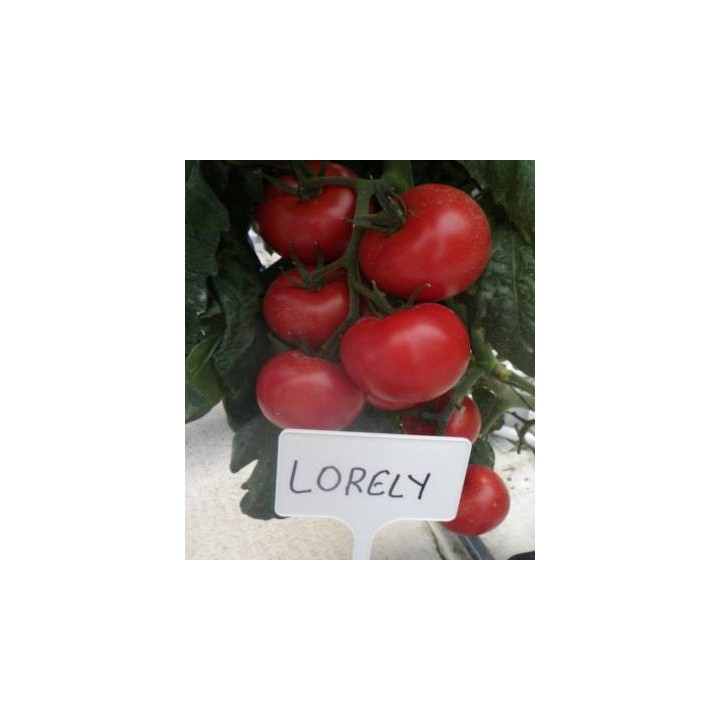 Seminte de tomate nedeterminate Loreley F1