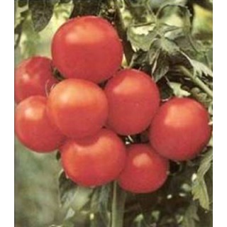 Seminte de tomate Margarita F1