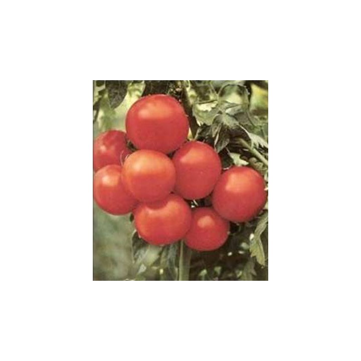 Seminte de tomate Margarita F1