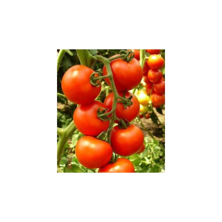 Seminte de tomate Primadona F1, Hazera