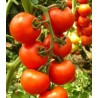 Seminte de tomate nedeterminate Primadona F1 (50 sem)