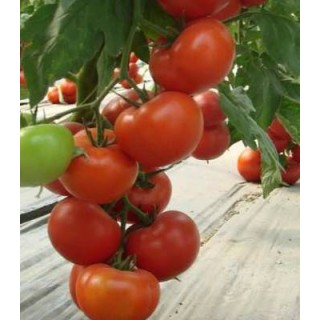 Seminte de tomate Klass F1, Seminis