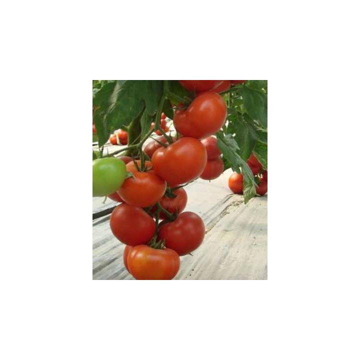 Klass F1, seminte de tomate