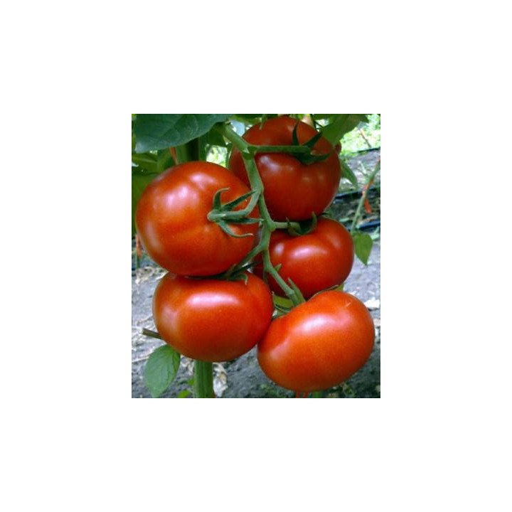 Seminte tomate Buran F1
