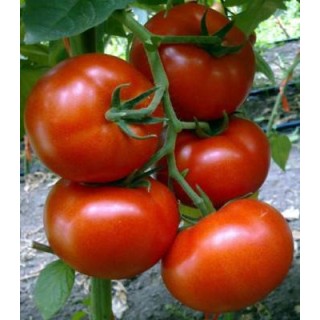 Seminte de tomate Buran F1
