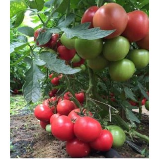 Tomate Mei Shuai F1
