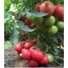 Tomate Mei Shuai F1