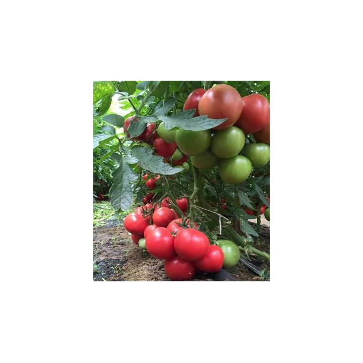 Seminte de tomate Mei Shuai F1, 500 seminte