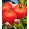 Seminte de tomate romanesti Siriana F1