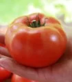 Seminte de tomate Matias F1, 100 seminte