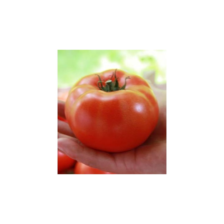 Seminte de tomate Matias F1