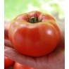 Seminte de tomate Matias F1