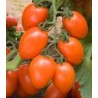 Tomate Kilates F1