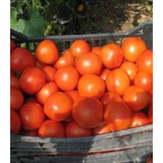 Seminte de tomate Alfred F1