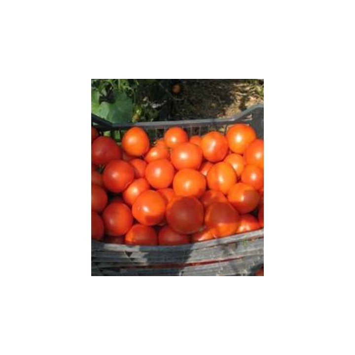 Seminte de tomate Alfred F1