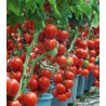 Seminte de tomate Profilo F1