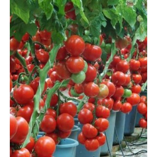 Seminte de tomate Profilo F1