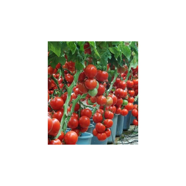 Seminte de tomate Profilo F1