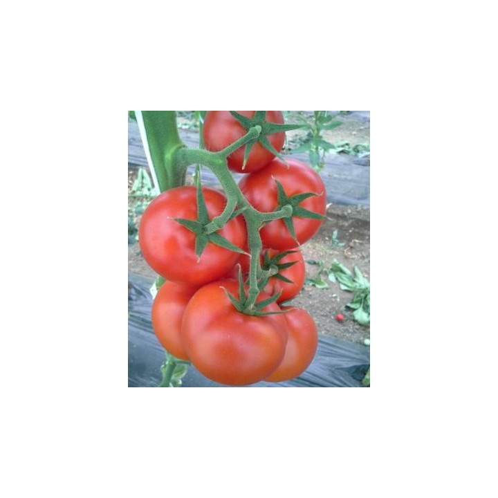 Seminte de tomate Lemance F1