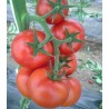 Seminte de tomate Lemance F1