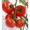 Seminte de tomate Admiro F1