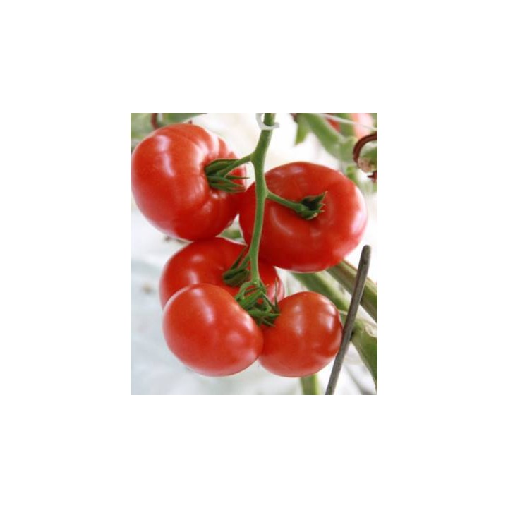 Seminte de tomate Admiro F1