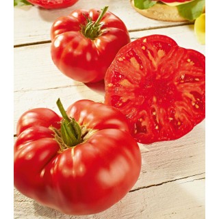 seminte de tomate Buffalosteak